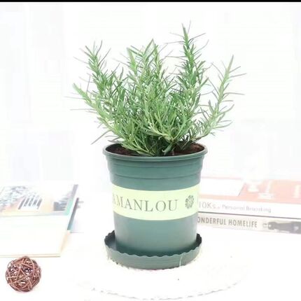 迷迭香盆栽西餐牛排百里香可食用薄荷新鲜罗勒苗香草植Y物室内绿