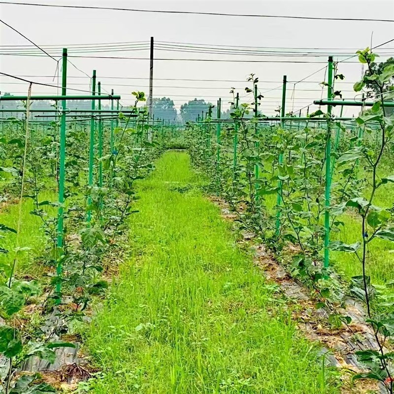 热销工厂直销耐老化玻璃纤维百香果种植专用T遮阳网大棚支架
