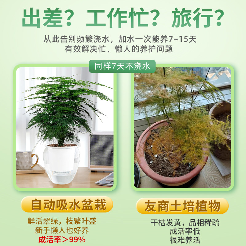 热销文竹盆栽植物室内p客厅大盆盆景好养绿植办公室书房摆件水培