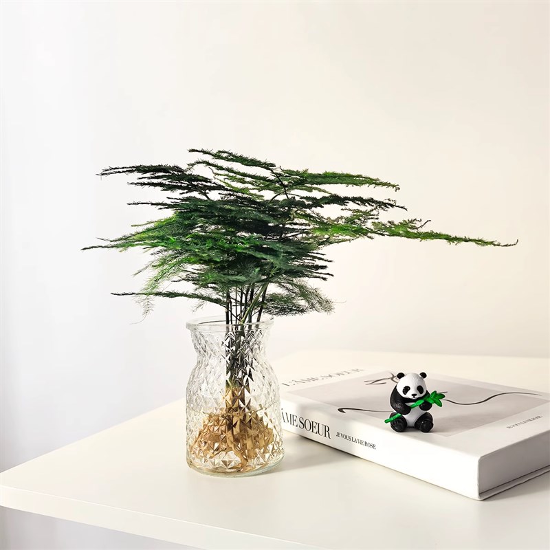 热销文竹水培植物盆栽室内水x养绿植老桩办公室桌面小摆件四季常
