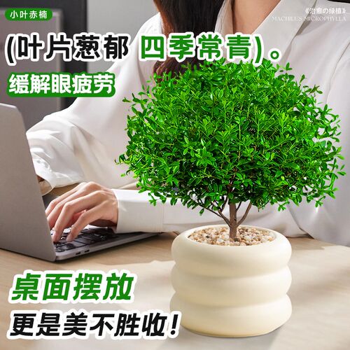 热销小叶赤楠盆景客厅办公室w内情绪稳定绿植桌面迷你盆栽四季好