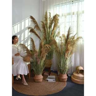焌然天然芦苇干花绿植摆件草假花造景植物盆栽店面家居装饰摆