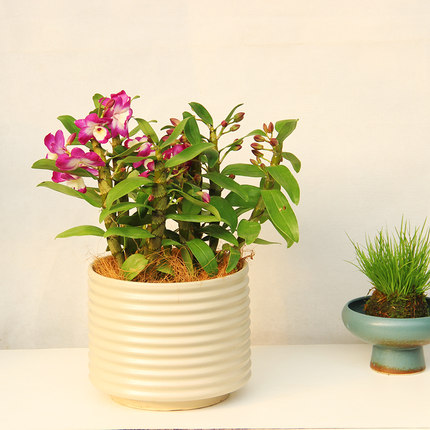 春石斛兰洋兰带花苞带花高端兰花室内阳台客厅花期长寓意好礼品花