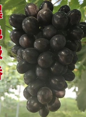 黑色极香嫁接苗 新品种葡萄树苗 南方北方种植 盆栽庭院爬藤果树