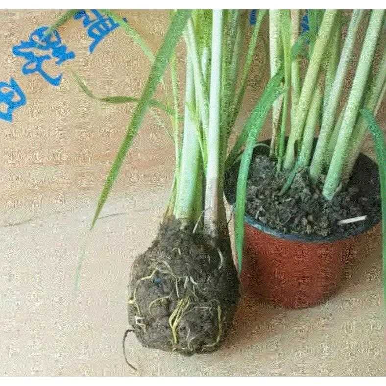 极速10 Lemongrass grass leyntinum citronella plant Thai