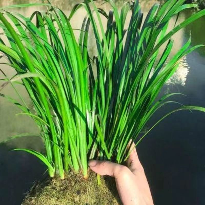 新品水培石菖蒲水生盆景r鱼龟缸造景水养花草过滤盆栽安神绿植四