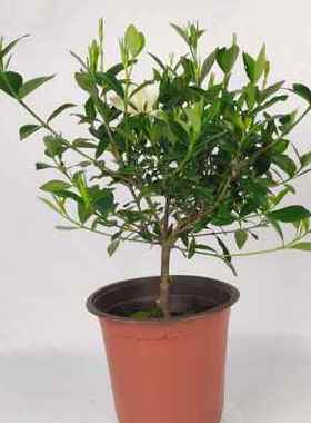 极速一物一拍香雪栀子花观花小y叶枝子阳台室外净化空气庭院绿植