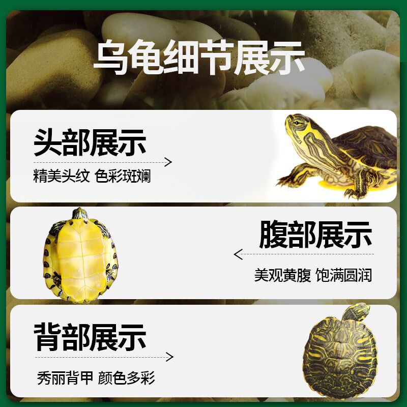 新品黄耳巴西龟深水乌龟活物小宠物鱼G龟混养观赏适合家养的认主