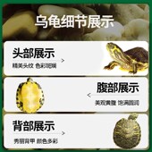 新品 认主 黄耳巴西龟深水乌龟活物小宠物鱼G龟混养观赏适合家养