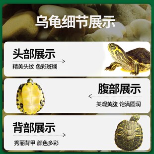 新品黄耳巴西龟深水乌龟活物小宠物鱼G龟混养观赏适合家养的认主