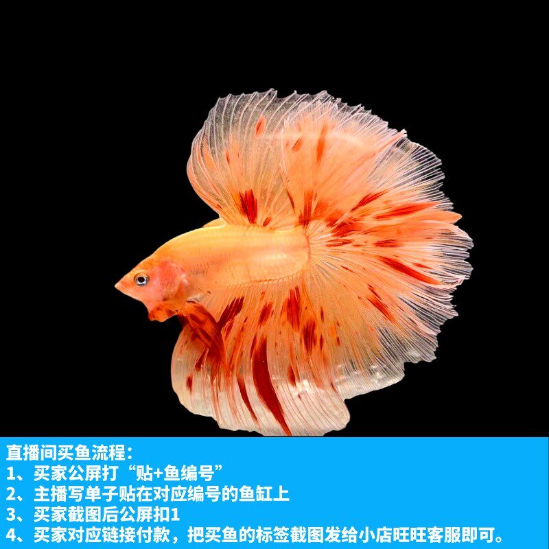 新品泰国斗鱼直播选鱼  半月狮鱼