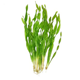 新品水兰水草植物细叶扭兰原生古法生态溪流缸阴性前后.景新手鱼