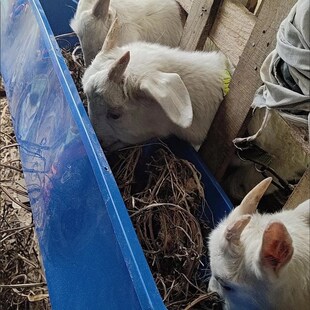 极速羊槽子喂猪食槽养牛马厂设备塑料加厚牛O筋熟胶牲口饮水器平