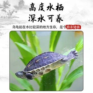 新品花龟深水龟小乌龟活物宠物情侣大只认主珍P珠草龟适合家养的