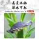 新品 花龟深水龟小乌龟活物宠物情侣大只认主珍P珠草龟适合家养