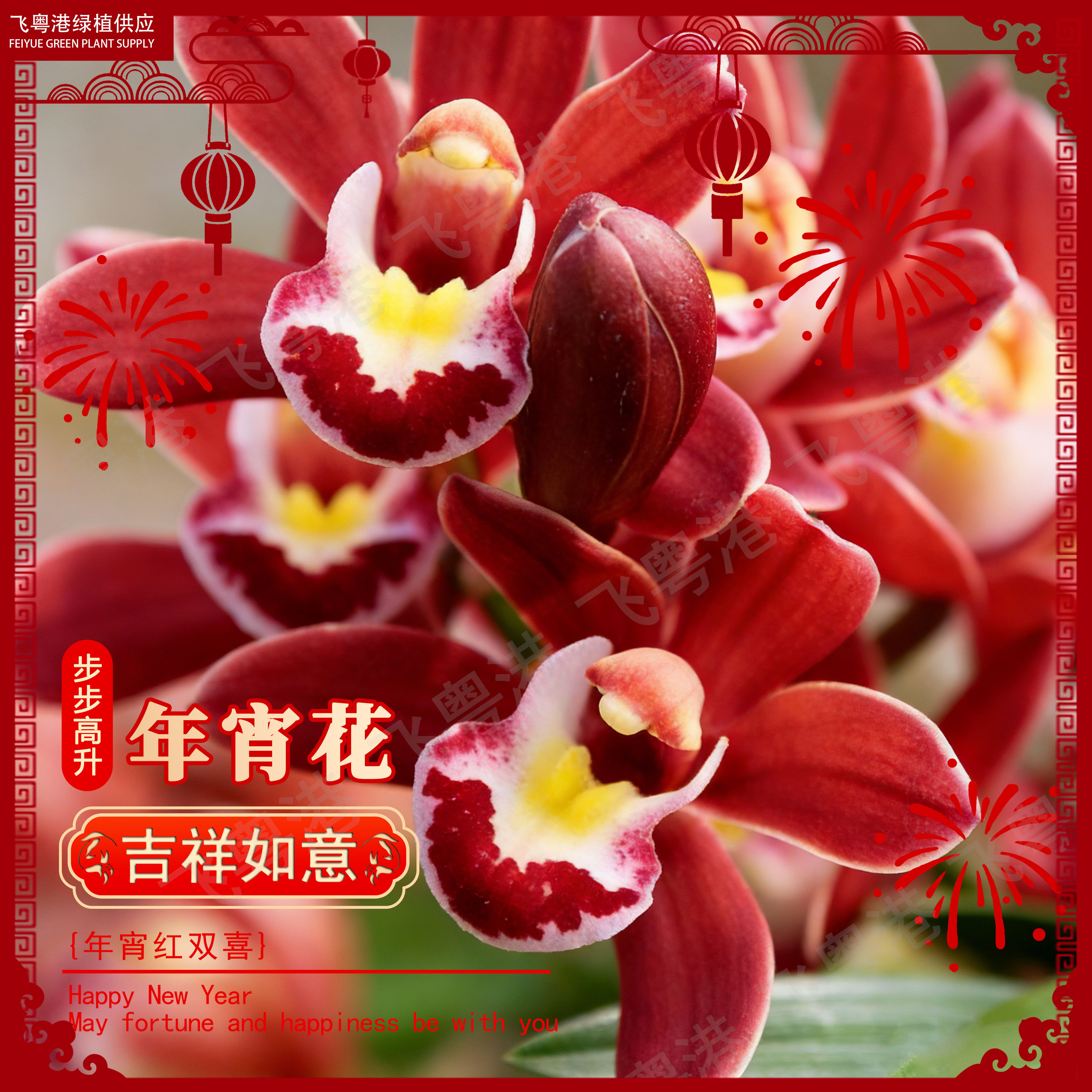 蕙兰【红双喜】带花苞兰花5-8支花剑起喜庆红花年宵花耐寒花期长