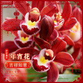带花苞兰花5 蕙兰 红双喜 8支花剑起喜庆红花年宵花耐寒花期长