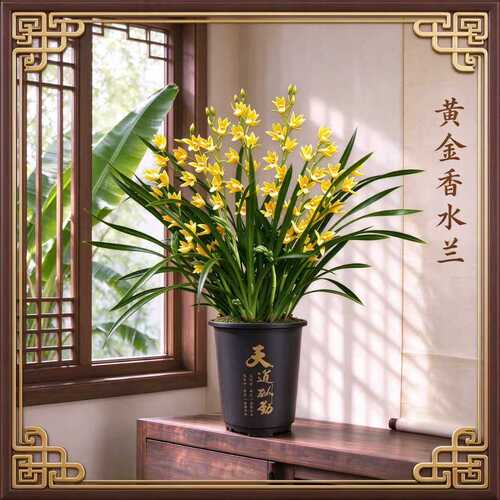 黄金香水兰兰花苗浓香型室内绿植盆栽兰花5-8花起带天道酬勤花盆