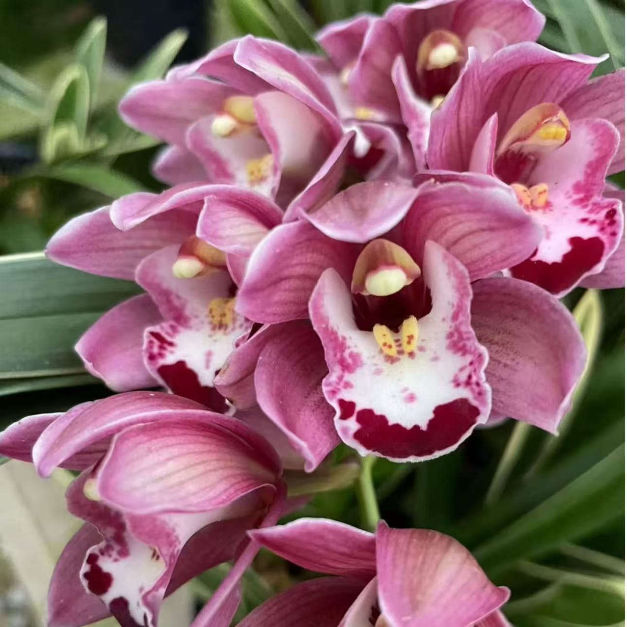 大花蕙兰【浪漫樱花】3-4支花起带花苞兰花苗名贵精品花卉