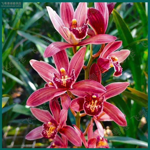 红宝石带3-4花剑起带花苞开花浓香兰花室内好养品种