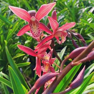 蕙兰红茶2花剑起室内外好养四季 兰花花卉盆栽 开花浓香