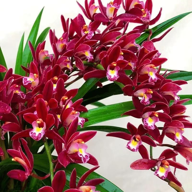 【红双喜】8苗起兰花喜庆红花年宵花耐寒花期长不带花剑
