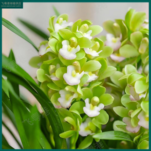 大花蕙兰【香水香兰】5-8支花起带花苞兰花名贵精品花卉四季常青