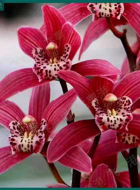 状元红带5花剑起带花苞开花浓香兰花室内好养品种