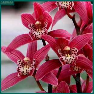 状元红带3-5花剑起带花苞开花浓香兰花室内好养品种