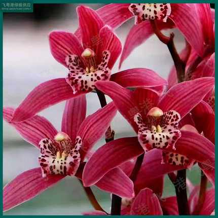 状元红带3-5花剑起带花苞开花浓香兰花室内好养品种