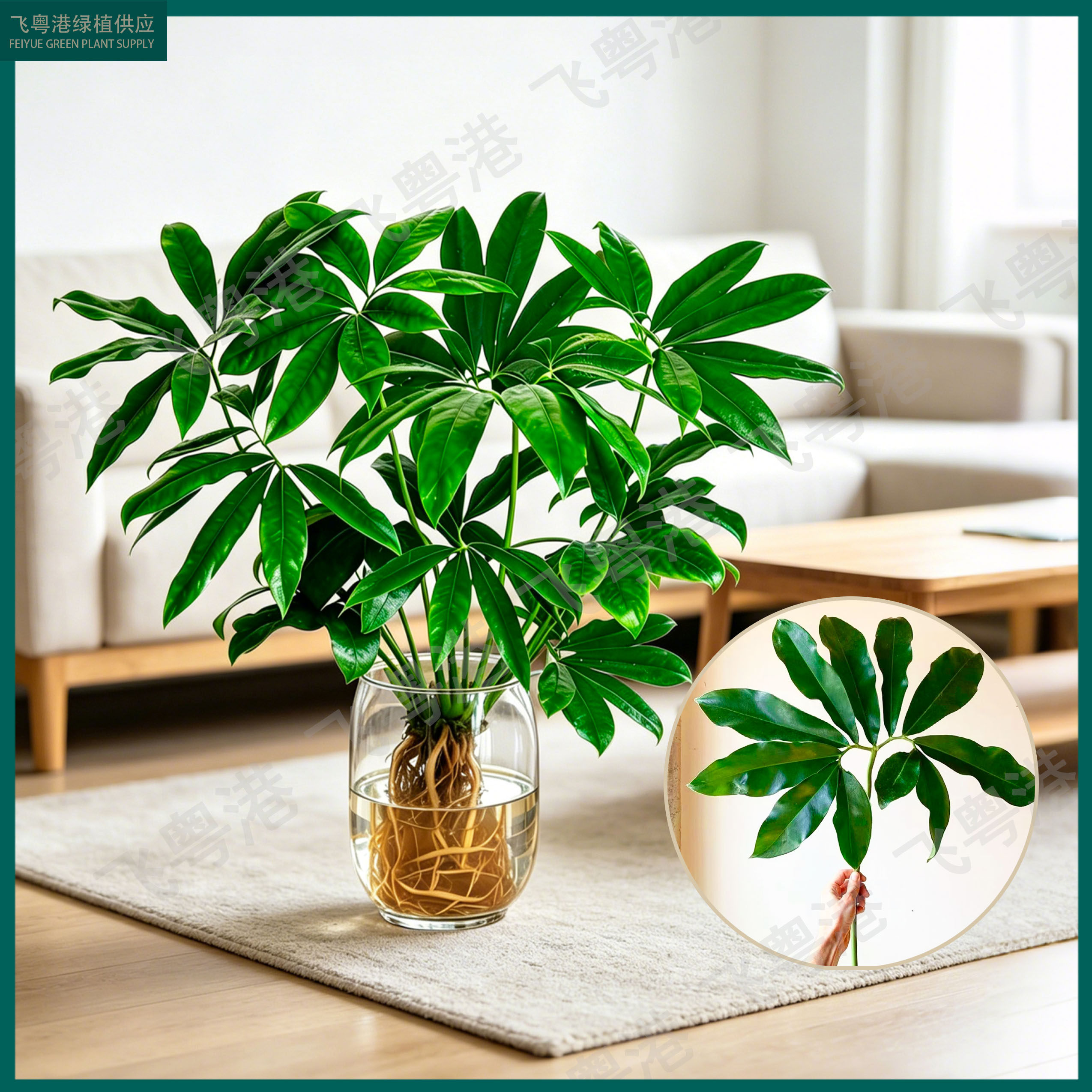 【买一送一】印第安羽毛室内水培蔓绿绒五子登科学业有成耐阴耐热