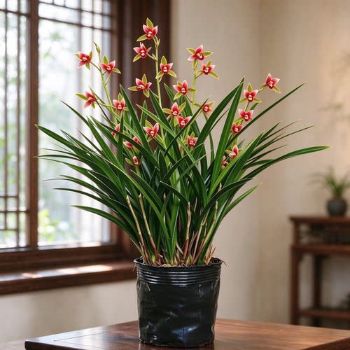 四季兰（胭脂红）带8支花剑起带花苞兰花苗原盆原土
