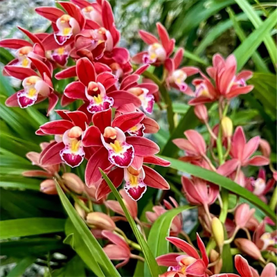 蕙兰【红双喜】带花苞兰花5-7支花剑起喜庆红花年宵花耐寒花期长