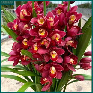 兰花花卉盆栽 开花浓香 蕙兰红宝石2 4花剑起室内外好养四季