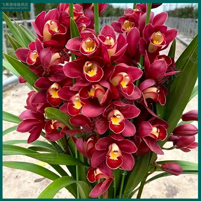 蕙兰红宝石5-8花剑起室内外好养四季开花浓香的兰花花卉盆栽