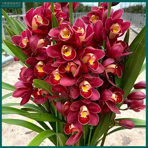 蕙兰红宝石3-4花剑起室内外好养四季开花浓香的兰花花卉盆栽