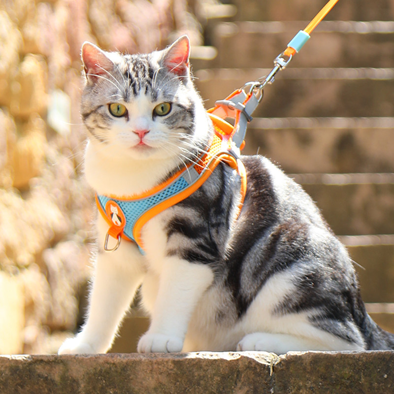 猫咪牵引绳防挣脱专用猫绳小型犬胸背带绳子溜猫绳宠物牵狗绳遛狗