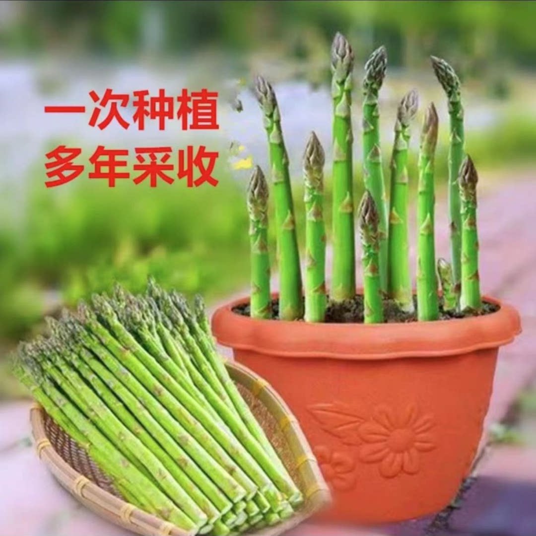 四季芦笋耐寒耐热盆栽地栽均可当年采收蔬菜
