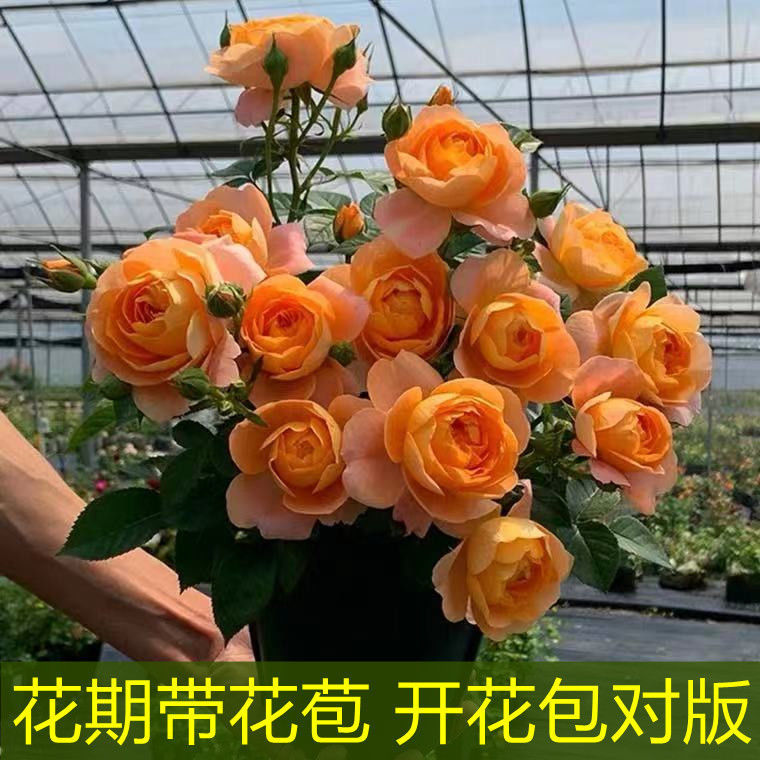 果汁阳台蓝色风暴大花月季花苗特大花卉物庭院玫瑰带花苞四季开花