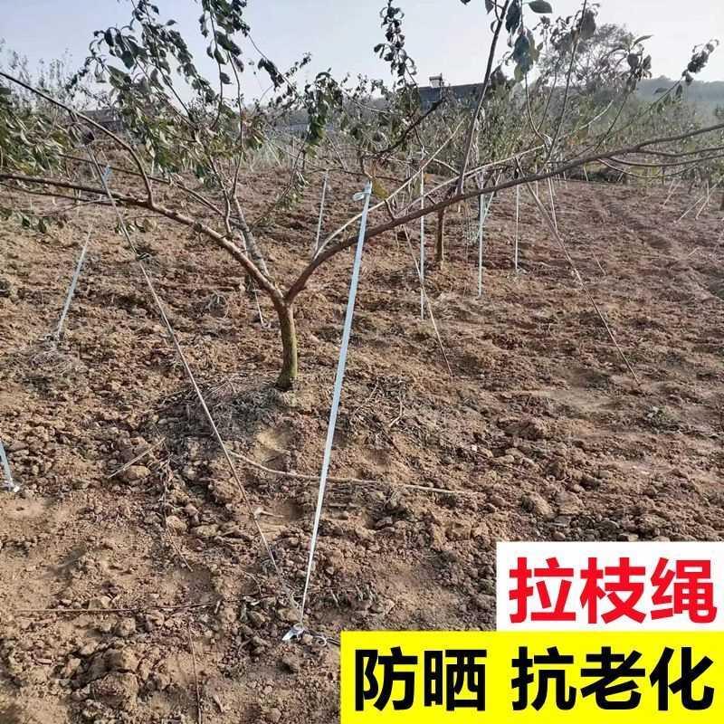 防老化果树拉枝专用绳布条拉绳拉枝定型果园吊枝绳固定绑树绳子