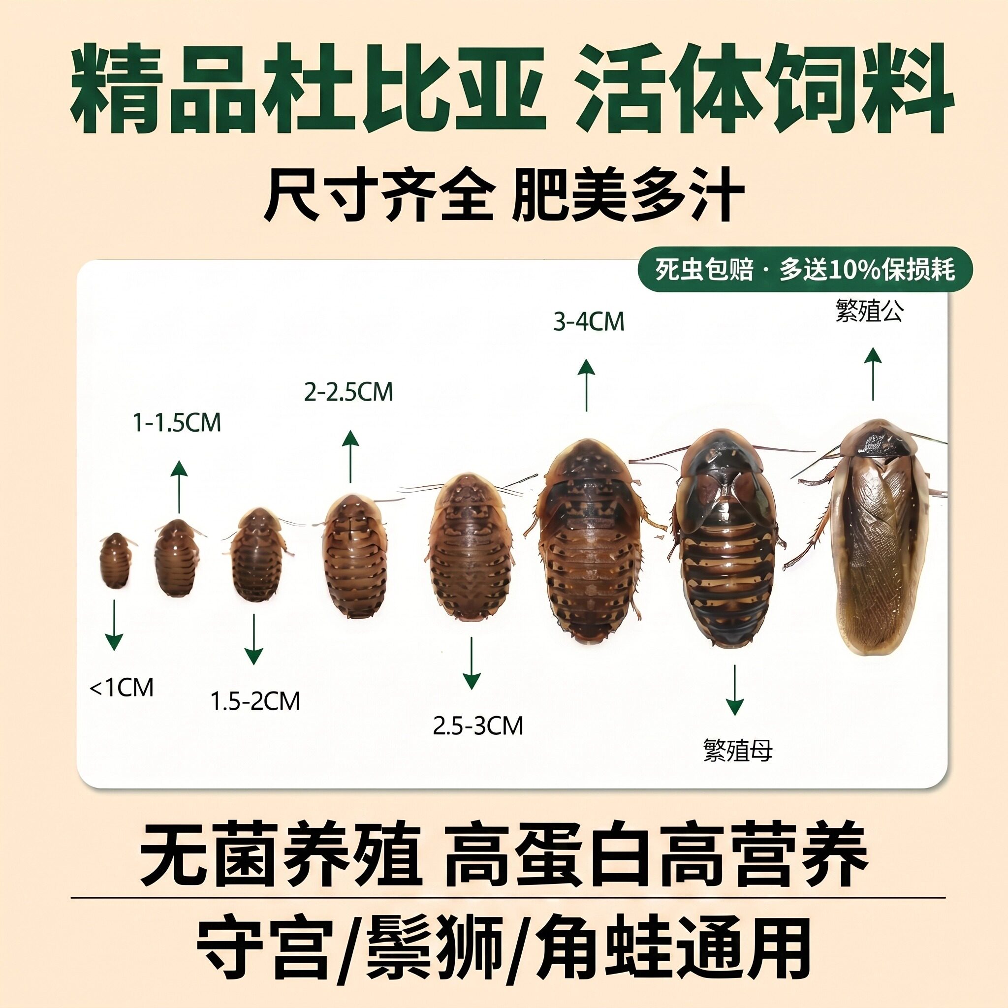 杜比亚蟑螂爬虫活体活饵蜥蜴蛇鸟龙鱼角蛙活体饲料盒拿取方便饲料