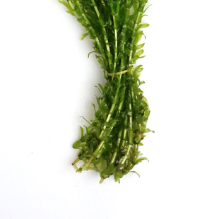 极速鱼缸c造景后景真水草活体蜈蚣草缸装饰金鱼藻类植物懒人新手