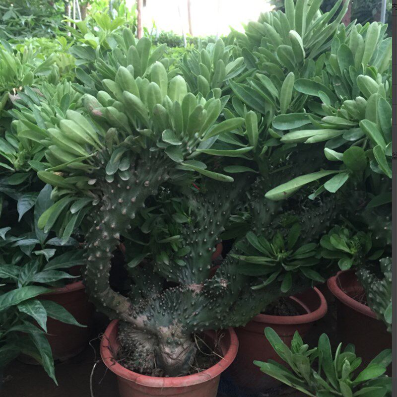 速发多肉植物玉麒麟盆栽花卉仙人掌麒麟掌观赏盆栽室内多肉净化空