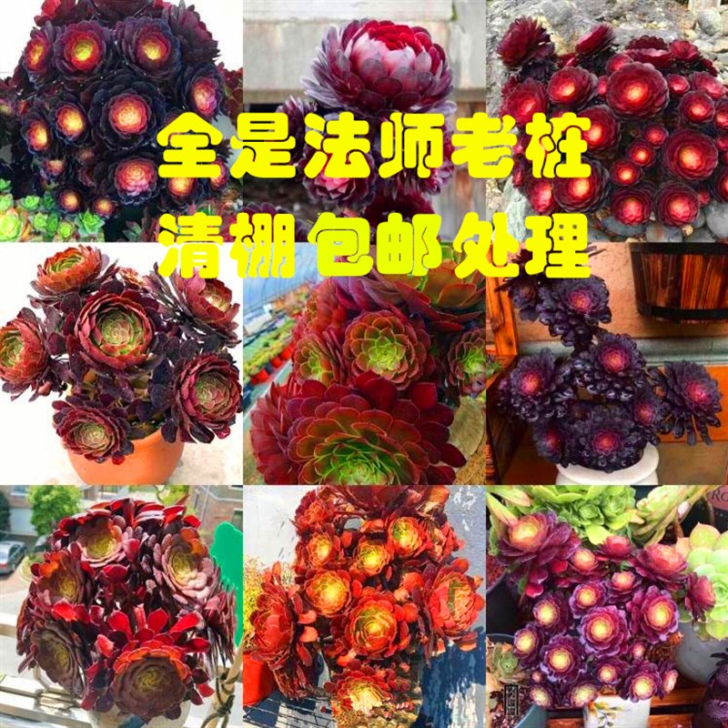 现货速发黑魔法师多肉老桩超大颗多头好养多肉盆栽植物室内客厅办