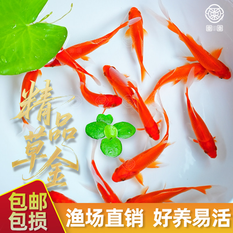 草金金鱼好养易活观赏鱼冷水淡水鱼红草金懒人饲养易上手金鱼鱼苗