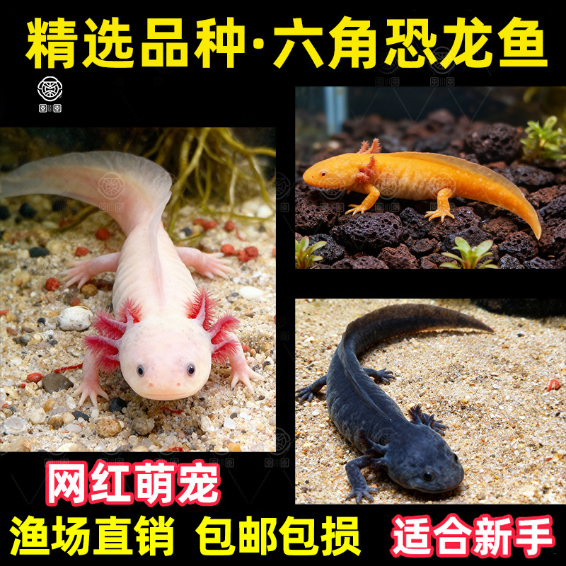 淡水冷水鱼六角恐龙鱼蝾螈观赏鱼金鱼宠物鱼苗锦鲤鱼水族宠物鱼