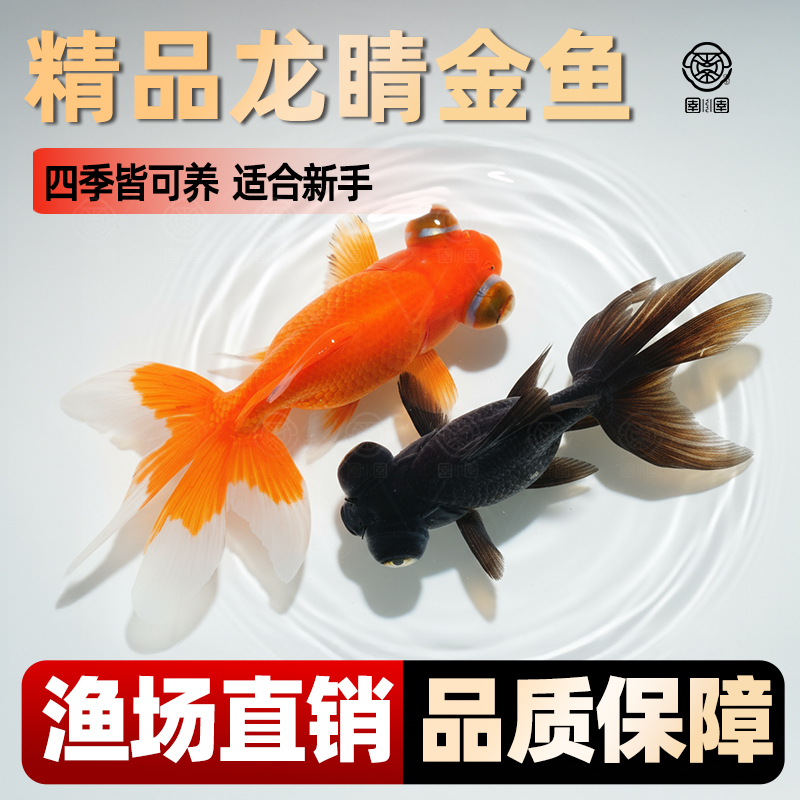 红黑龙睛金鱼鱼苗观赏鱼