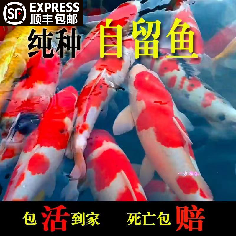 锦鲤活鱼活体冷水鱼红白大正