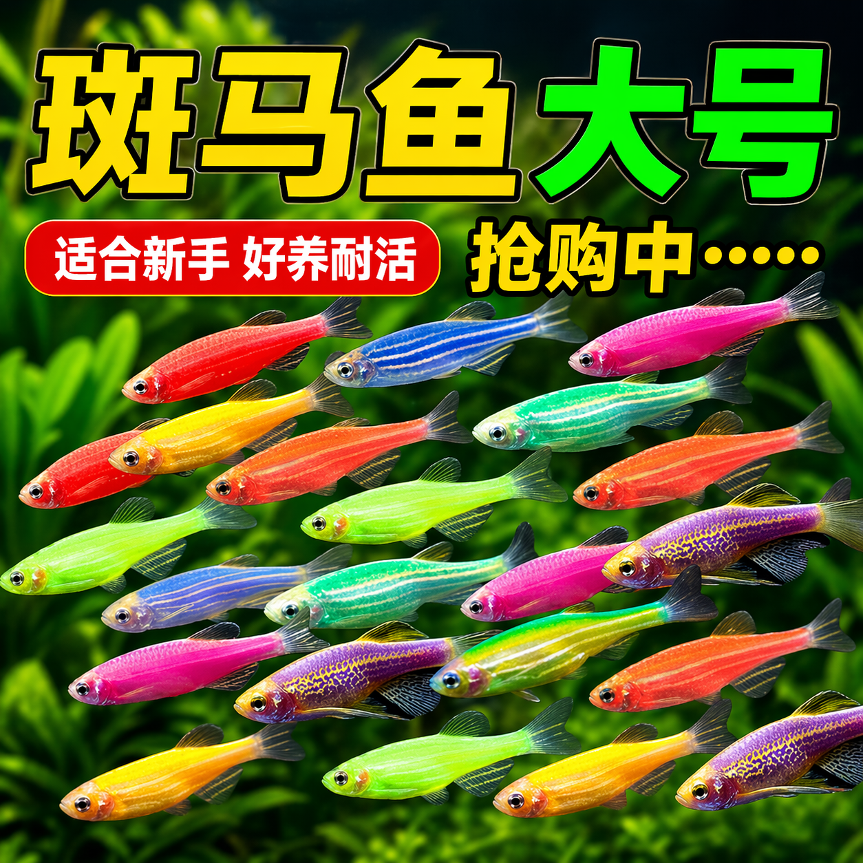 热带观赏鱼红蓝斑马鱼小型金鱼苗观赏鱼蝶翼精品孔雀红绿灯科活体