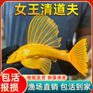 黄金红眼女王清道夫大帆女皇活体大小型垃圾异型鱼热带观赏鱼